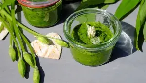 Účinky medvědího česneku