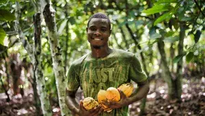 Sklízení kakaových bobů