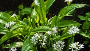 Květy medvědího česneku tvoří hvězdičky