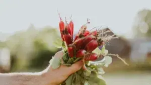 Ředkvičky potřebují dostatek vláhy, bez ní budou štiplavé