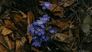 Tři léčivé rostliny, které sbíráme v dubnu