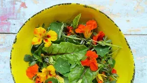 Lichořeřišnice v salátu