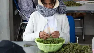 Ruční třídění Kampotského pepře