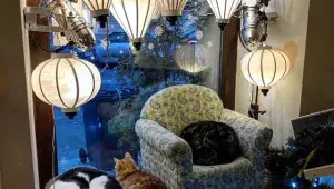 Kočičí kavárna na Smíchově