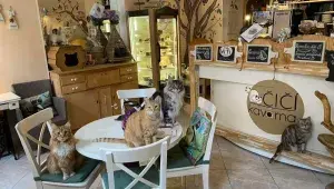 Kavárna a kočičky: Se souhlasem Kočičí kavárny na Smíchově