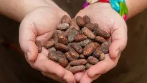 Kakaové boby používané na čokolády Lidka jsou té nejvyšší kvality