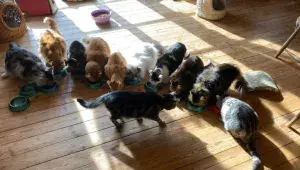 Kočičí kavárna na Smíchově 