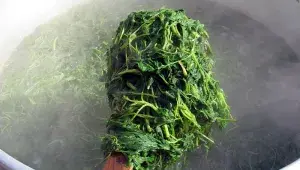 Blanšírování mladých kopřiv