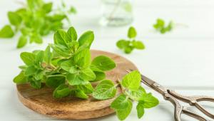 shutterstock_2494180725.jpg