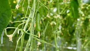 Mini okurky - Farma Bezdínek 