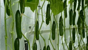 Okurky - Farma Bezdínek 