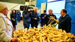 Sklizeň českého křenu 2023