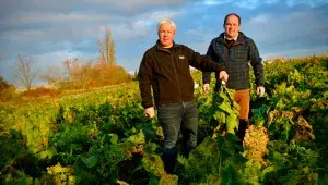 Sklizeň českého křenu