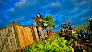 Sklizeň českého křenu