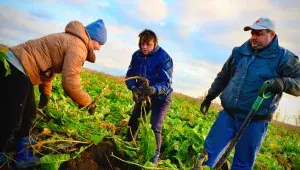 Sklizeň českého křenu 2023