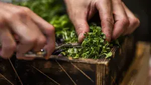 Zelená a bylinky? To jaru sluší