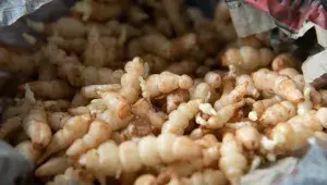 Čistec hlíznatý neboli crosne