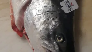 Losos z nabídky The Fish Company 