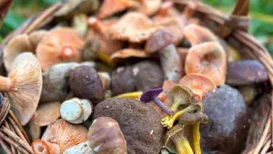 Košík podzimních hub