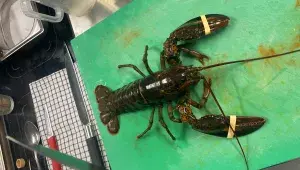 Na kurzu se dozvíte, jak zpracovat humra