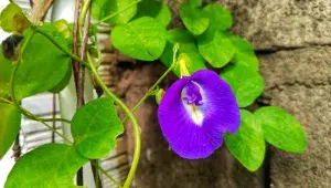 Květ klitorie je půvabný