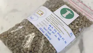 Vzorek nepražené surové kávy