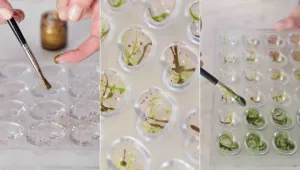 Pralinky z mléčné čokolády s citronovým karamelem