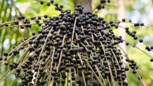 Acai