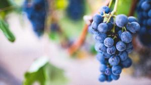 hroznove vino