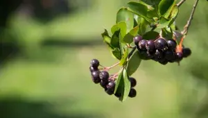 Černý jeřáb neboli aronie