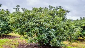 Avokádovník neboli hruškovecpřelahodný