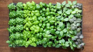 Různé typy bazalky: Zleva drobnolistá, toskánská, janovská, thajská a fialová