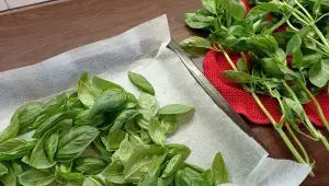 Příprava bazalky na sušení v troubě