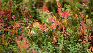 Zralé lesní borůvky