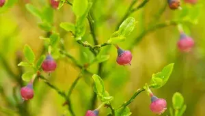 Nezralé borůvky připomínají růžové lampionky