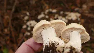 Čirůvka májovka