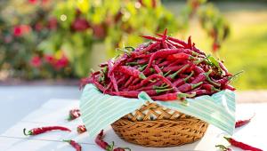 chilli paprička 