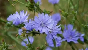 Čekanka