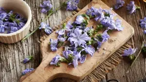 Sušené čekankové květy