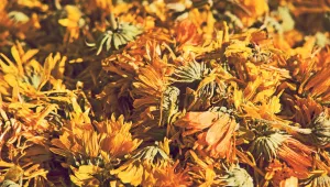 Sušené květy pampelišky se hodí na čaj i na výrobu mýdla