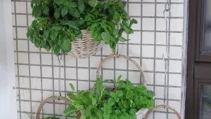 Meduňka a další bylinky na balkonové zahrádce