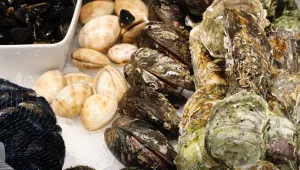 Slávky, hřebenatky, ústřice