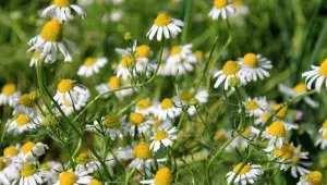 Heřmánek pravý (Matricaria chamomilla)