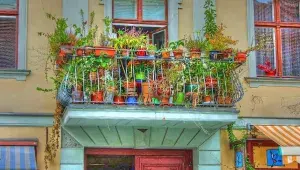 Italové jspu v balkonových zahradách přeborníci