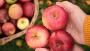 Samosběr jablek