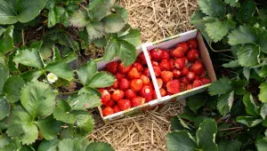 Čerstvě nasbírané jahody