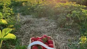 Kunratická jahodárna Jakoubek