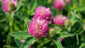 Jetel luční (Trifolium latense)