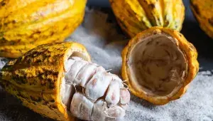 Otevřený plod kakaa