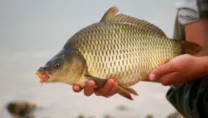 Kapr obecný